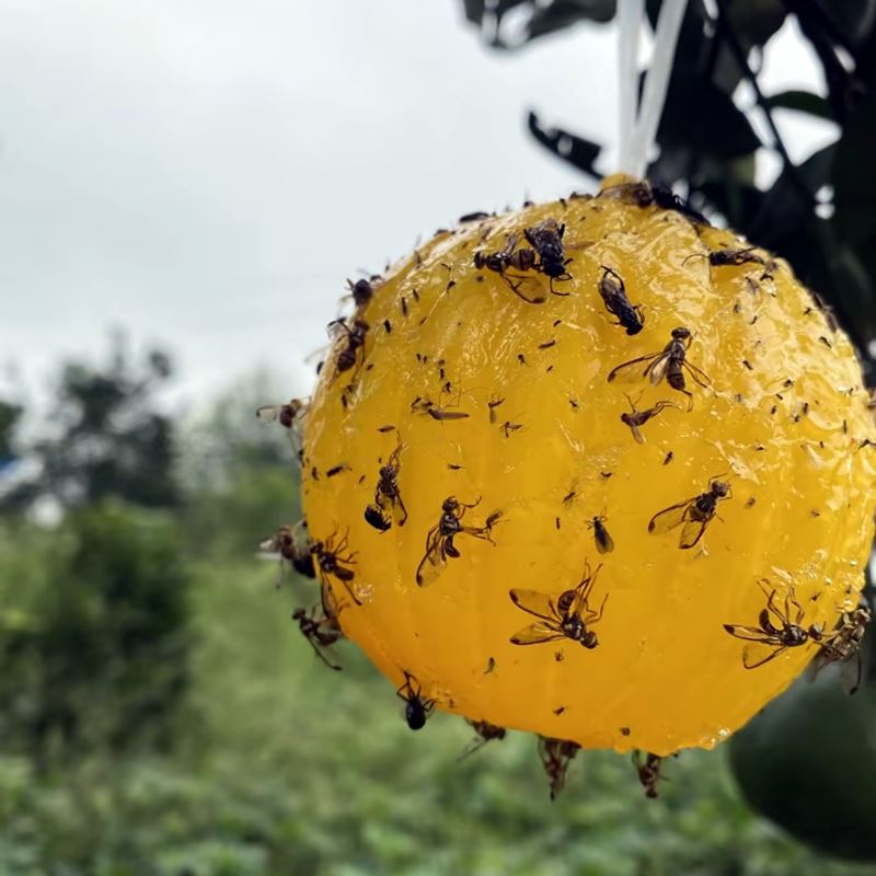 Fruit Fly Trap Ball